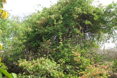 Hiptage benghalensis